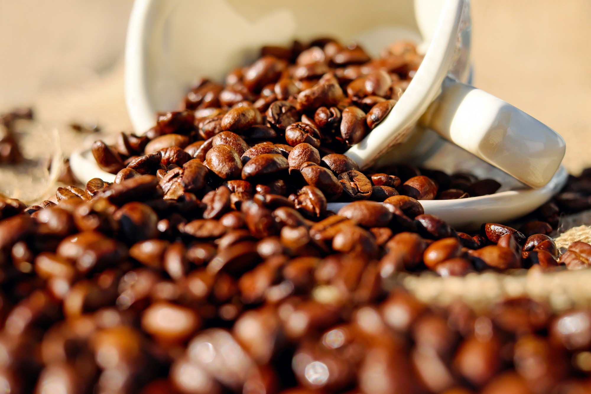 best organic coffee beans 2016