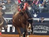 American-Rodeo-121