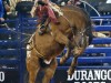 American-Rodeo-15