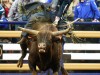 American-Rodeo-2ka