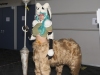 Fan-Expo-2026-7
