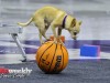 TCU-vs-Texas-Tech-M-1-30-24-48