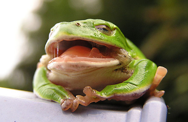 Well what are you waiting for? Start drinking like a frog! Photo Courtesy: Yamanaka Tamaki
